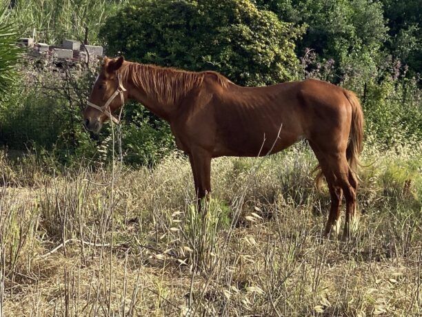 Ρόδος: Φροντίζουν άλογο που κακοποιούσε ο ιδιοκτήτης του στο Παραδείσι (βίντεο)