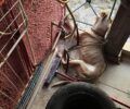 Σαλαμίνα: Βρήκαν σκύλο σκελετωμένο νεκρό στα κάγκελα σπιτιού