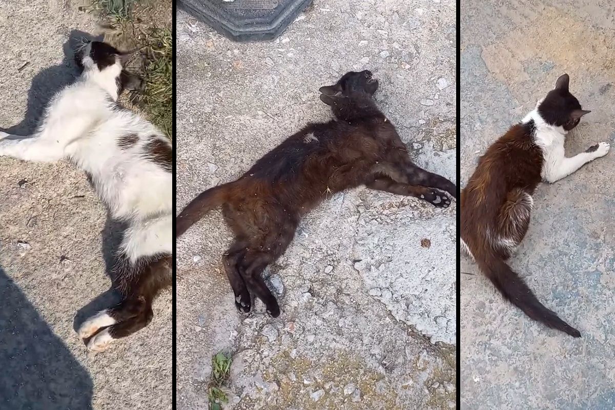 Συστηματική δολοφονία γατιών με φόλες στο Σχιστό Κορυδαλλού Αττικής (βίντεο)