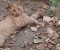 Θεσσαλονίκη: Εθελοντές αναζητούν ποιος σκοτώνει ζώα με φόλες στου Χαριλάου