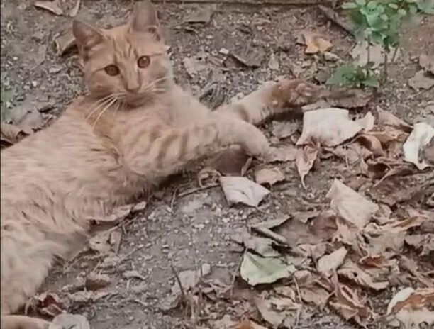 Θεσσαλονίκη: Εθελοντές αναζητούν ποιος σκοτώνει ζώα με φόλες στου Χαριλάου