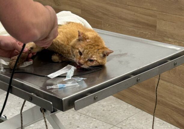 Χωρίς πρόγραμμα διαχείρισης αδέσποτων γατιών και ο Δήμος Τρίπολης (βίντεο)