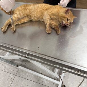 Χωρίς πρόγραμμα διαχείρισης αδέσποτων γατιών και ο Δήμος Τρίπολης (βίντεο) 5 TripoliArkadiasGataTravmatismeni6 5 2025 3