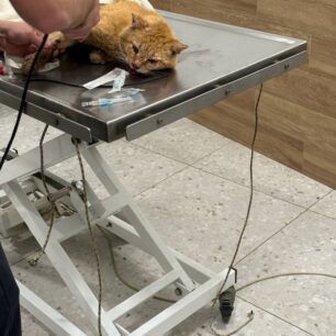 Χωρίς πρόγραμμα διαχείρισης αδέσποτων γατιών και ο Δήμος Τρίπολης (βίντεο) 1 TripoliArkadiasGataTravmatismeni6 5 2025 4