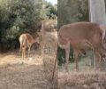 Χασιά Αττικής: Έσωσαν ελάφι που κινδύνευε να πεθάνει στη γέννα λόγω δυστοκίας (βίντεο)
