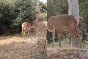 Χασιά Αττικής: Έσωσαν ελάφι που κινδύνευε να πεθάνει στη γέννα λόγω δυστοκίας (βίντεο)