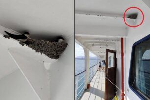Χελιδόνια έφτιαξαν τη φωλιά τους πάνω στο πλοίο της γραμμής Ηγουμενίτσα - Κέρκυρα