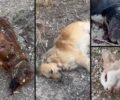 Άγιοι Θεόδωροι Ηρακλείου Κρήτης: Σκυλιά και γάτες δολοφονημένα με φόλες (βίντεο)