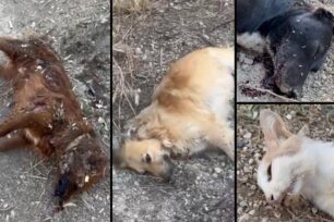 Άγιοι Θεόδωροι Ηρακλείου Κρήτης: Σκυλιά και γάτες δολοφονημένα με φόλες (βίντεο)