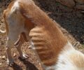 Αίγινα: Αφήνει τον τυφλό και σκελετωμένο σκύλο του να υποφέρει αναζητώντας τροφή (βίντεο)