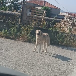 Αδέσποτα εξαθλιωμένα και ο Δήμος Κοζάνης κάνει πως δεν βλέπει τι πραγματικά συμβαίνει και στην Ακρινή (βίντεο) 10 AkriniKozanisSkylia17 6 2025 1