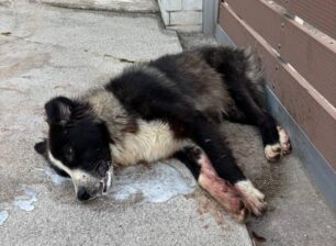 Αθίκια Κορινθίας: Με φόλες δολοφόνησε αδέσποτα σκυλιά σε Βαρούσι και Ρουμιά
