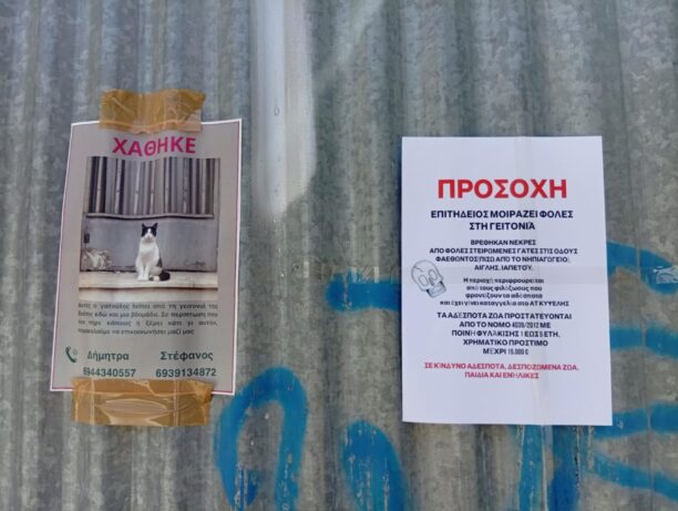 Αθήνα: Καταγγέλλουν τη δηλητηρίαση αδέσποτων γατιών με φόλες στην Κυψέλη