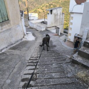 Έξω Μουλιανά Λασιθίου: Με φόλες δολοφόνησε πολλές γάτες 1 ExoMoulianaLasithiouEkpaidevmenosSkylos21 6 2025 2
