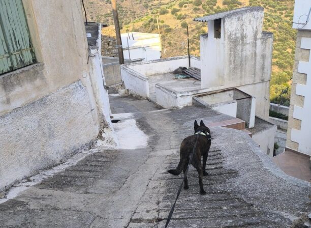 Έξω Μουλιανά Λασιθίου: Με φόλες δολοφόνησε πολλές γάτες