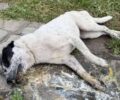 Φλαμουριά Πέλλας: Σκύλος σπάραξε μέχρι θανάτου από τη φόλα μπροστά στα μάτια των έντρομων παιδιών