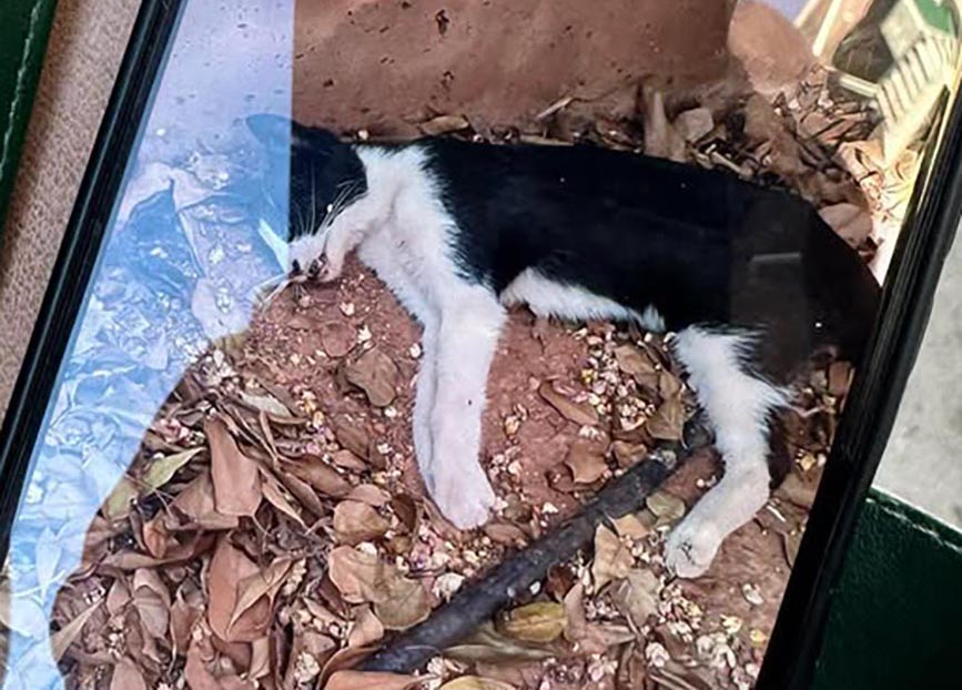 Γαλάτσι Αττικής: Βρήκαν γάτες νεκρές πιθανότατα από φόλες