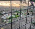 Πιερία: Καταγγέλλει την κακοποίηση κουνελιών στο Πάρκο Κατερίνης (βίντεο)