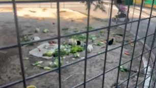 Πιερία: Καταγγέλλει την κακοποίηση κουνελιών στο Πάρκο Κατερίνης (βίντεο)