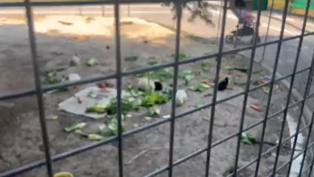 Πιερία: Καταγγέλλει την κακοποίηση κουνελιών στο Πάρκο Κατερίνης (βίντεο)