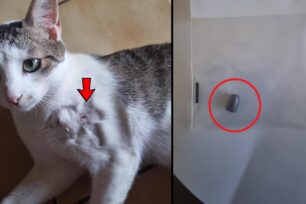 Λευκάδα: Βρήκαν τη γάτα τους τραυματισμένη πυροβολημένη πιθανότατα με 22αρι περίστροφο