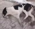 Μέγαρα Αττικής: Φρικτό θάνατο από φόλες βρήκαν σκυλιά στην περιοχή του Άη Γιάννη (βίντεο)