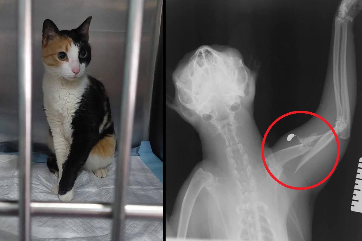 Νεροκούρος Χανίων: Βρήκαν πυροβολημένη με αεροβόλο τη γάτα που φροντίζουν οι μαθητές του ΓΕ.Λ.