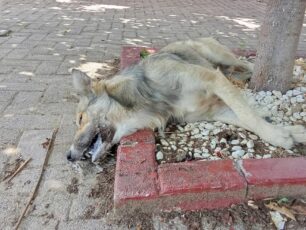 Ορμύλια Χαλκιδικής: Έριξε φόλες και δολοφόνησε σκυλιά και γάτες (βίντεο)
