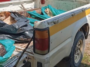 Φιλοζωικός Σύλλογος Τρίπολης: Αδιαφορία και αδιαφάνεια στη διαχείριση αδέσποτων του Δήμου - Σωρηδόν δολοφονίες σκυλιών και γατιών