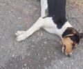 Παρθένι Αρκαδίας: Χωρίς σταματημό οι δολοφονίες ζώων με φόλες (βίντεο)
