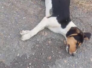 Παρθένι Αρκαδίας: Χωρίς σταματημό οι δολοφονίες ζώων με φόλες (βίντεο)