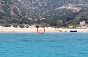 Έκκληση για τη διάσωση γατιών από τη νησίδα Πολύαιγος Κιμώλου (βίντεο)