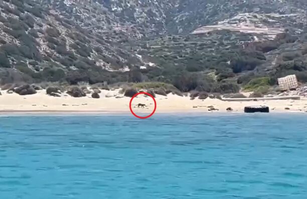 Έκκληση για τη διάσωση γατιών από τη νησίδα Πολύαιγος Κιμώλου (βίντεο)