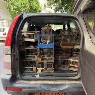 PouliaPazariSxistou22 6 2025 2