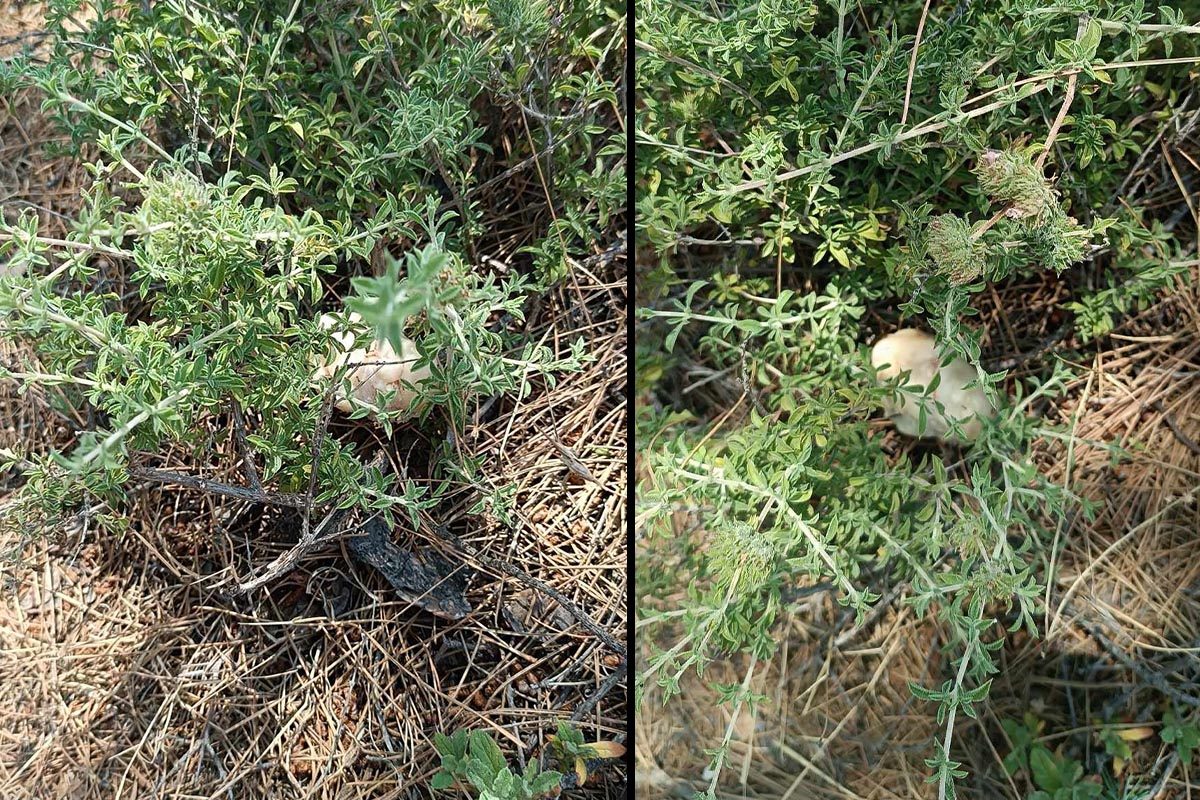 Ρόδος: Βρήκε πτώμα αλεπούς και φόλες στην Πατέλα Αρχαγγέλου