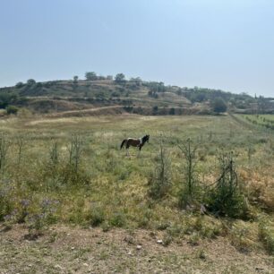 Σέρρες: Άλογα δεμένα στον ήλιο χωρίς νερό για μέρες - Η Αστυνομία πότε θα κινητοποιηθεί; 5 SerresAlogaDemena6 6 2025 1