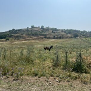 Σέρρες: Άλογα δεμένα στον ήλιο χωρίς νερό για μέρες - Η Αστυνομία πότε θα κινητοποιηθεί; 3 SerresAlogaDemena6 6 2025 3