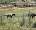 Σέρρες: Άλογα δεμένα στον ήλιο χωρίς νερό για μέρες - Η Αστυνομία πότε θα κινητοποιηθεί;
