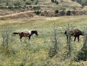Σέρρες: Άλογα δεμένα στον ήλιο χωρίς νερό για μέρες - Η Αστυνομία πότε θα κινητοποιηθεί;