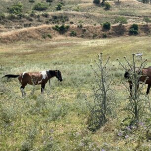 Σέρρες: Άλογα δεμένα στον ήλιο χωρίς νερό για μέρες - Η Αστυνομία πότε θα κινητοποιηθεί; 7 SerresAlogaDemena7 6 2025 3