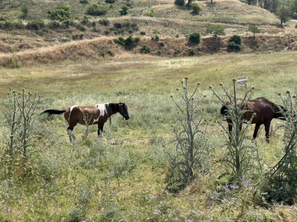 Σέρρες: Άλογα δεμένα στον ήλιο χωρίς νερό για μέρες - Η Αστυνομία πότε θα κινητοποιηθεί;