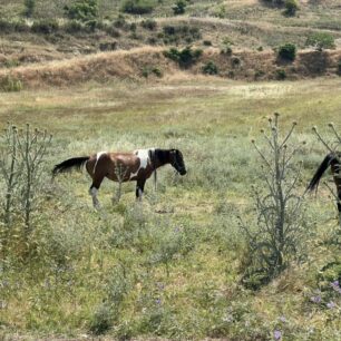 Σέρρες: Άλογα δεμένα στον ήλιο χωρίς νερό για μέρες - Η Αστυνομία πότε θα κινητοποιηθεί; 6 SerresAlogaDemena7 6 2025 4