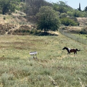 Σέρρες: Άλογα δεμένα στον ήλιο χωρίς νερό για μέρες - Η Αστυνομία πότε θα κινητοποιηθεί; 15 SerresAlogaDemena9 6 2025 1