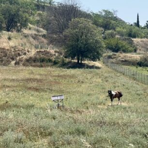 Σέρρες: Άλογα δεμένα στον ήλιο χωρίς νερό για μέρες - Η Αστυνομία πότε θα κινητοποιηθεί; 14 SerresAlogaDemena9 6 2025 2