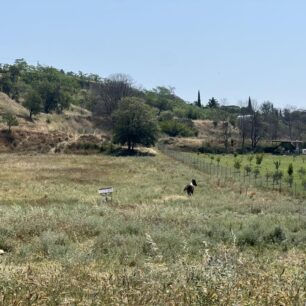 Σέρρες: Άλογα δεμένα στον ήλιο χωρίς νερό για μέρες - Η Αστυνομία πότε θα κινητοποιηθεί; 11 SerresAlogaDemena9 6 2025 6