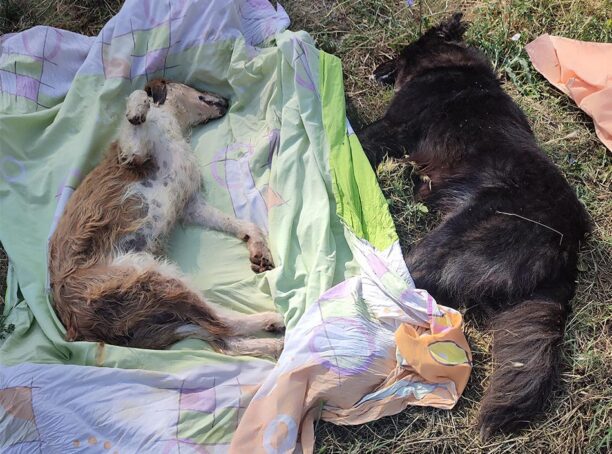 Τοξότες Ξάνθης: Ακόμα δύο σκυλιά νεκρά πιθανότατα από φόλες