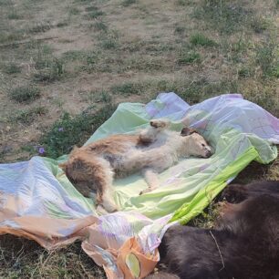 Τοξότες Ξάνθης: Ακόμα δύο σκυλιά νεκρά πιθανότατα από φόλες 5 ToxotesXanthisNekraSkylia21 6 2025 2