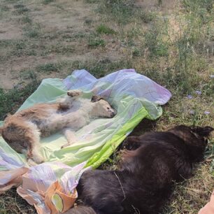 Τοξότες Ξάνθης: Ακόμα δύο σκυλιά νεκρά πιθανότατα από φόλες 4 ToxotesXanthisNekraSkylia21 6 2025 3