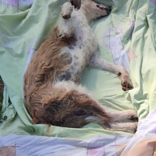 Τοξότες Ξάνθης: Ακόμα δύο σκυλιά νεκρά πιθανότατα από φόλες 2 ToxotesXanthisNekraSkylia21 6 2025 4