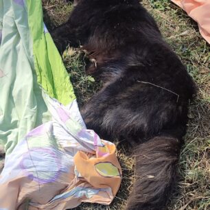 Τοξότες Ξάνθης: Ακόμα δύο σκυλιά νεκρά πιθανότατα από φόλες 3 ToxotesXanthisNekraSkylia21 6 2025 5